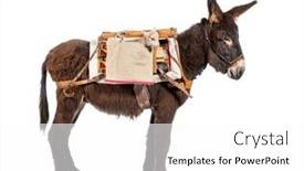  Presentation with newborn - PPT layouts enhanced with martina-franca-donkey-carry-newborn and a white colored foreground