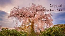 Presentation with japan cherry blossom - Slides featuring maruyama-park-in-kyoto-japan background and a coral colored foreground