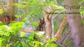  Presentation with spring tree - Slide deck featuring marvelous-owl-is-resting background and a  colored foreground