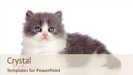  Presentation with persian - Beautiful presentation design featuring mascots - beautiful gray persian cat lying backdrop and a lemonade colored foreground