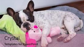  Presentation with sleeping - Presentation theme featuring mascots - french bulldog puppy sleeping background and a coral colored foreground