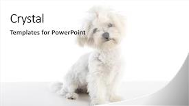  Presentation with cute christmas pug puppy dog - Slide set featuring mascots - maltichon puppy also bichon maltese background and a  colored foreground