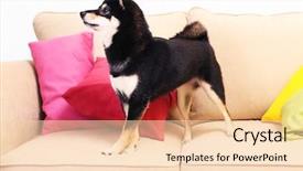  Presentation with room - Slide deck having mascots - siba inu on sofa background and a lemonade colored foreground