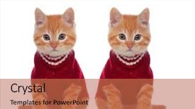  Presentation with cats - Audience pleasing PPT layouts consisting of mascots - two beautiful red cats one backdrop and a red colored foreground