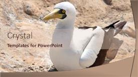  Presentation with rock - Beautiful theme featuring masked-booby-sitting-on-rock backdrop and a  colored foreground