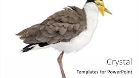  Presentation with masked facial recognition - Colorful presentation theme enhanced with masked-lapwing-standing-in-front backdrop and a white colored foreground