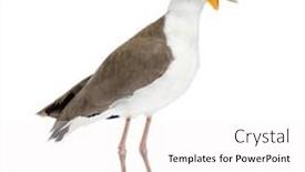  Presentation with masked facial recognition - Presentation design with masked-lapwing-standing-in-front background and a white colored foreground
