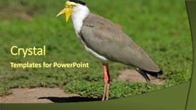  Presentation with masked facial recognition - Beautiful slide deck featuring masked lapwing vanellus miles northern territory australia backdrop and a tawny brown colored foreground