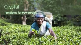  Presentation with tea plantation - Slides enhanced with maskeliya-sri-lanka-january-6 background and a tawny brown colored foreground