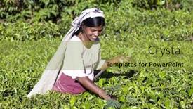  Presentation with tea plantation - Beautiful slides featuring maskeliya-sri-lanka-january-6 backdrop and a gold colored foreground