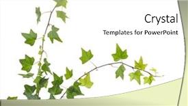  Presentation with ivy - Amazing presentation theme having masonry - ivy isolated on a white backdrop and a white colored foreground