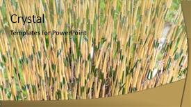  Presentation with mass - Amazing presentation theme having mass shooting - bamboo backdrop and a  colored foreground