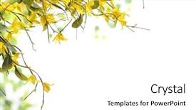  Presentation with spring - Slides with mass shooting - spring yellow of blooming forsythia background and a white colored foreground