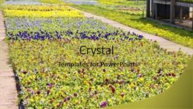  Presentation with nursery plant - Colorful slide set enhanced with masses of pansy bedding plants backdrop and a  colored foreground
