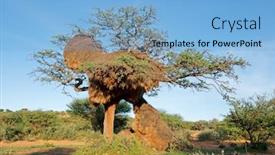  Presentation with thorn - Colorful PPT theme enhanced with massive-communal-nest-of-sociable backdrop and a light blue colored foreground