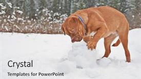  Presentation with puppy - PPT theme having mastiff puppy playing with snow background and a white colored foreground