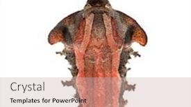  Presentation with turtle - Beautiful PPT layouts featuring mata-mata-turtle-chelus-fimbriata backdrop and a soft green colored foreground