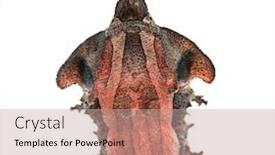  Presentation with turtle - Slide set consisting of mata-mata-turtle-chelus-fimbriata background and a coral colored foreground