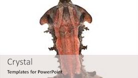  Presentation with turtle - Slide deck consisting of mata-mata-turtle-chelus-fimbriata background and a lemonade colored foreground