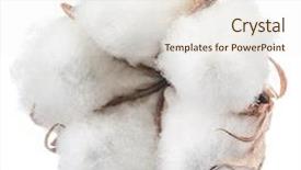  Presentation with plant cotton - Slide set enhanced with material resources - fluffy cotton ball of cotton background and a  colored foreground