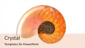  Presentation with shell - Audience pleasing slide deck consisting of mathematics - nautilus shell section isolated backdrop and a yellow colored foreground