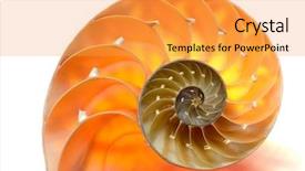  Presentation with shell - Cool new presentation theme with mathematics background - nautilus shell section backdrop and a yellow colored foreground