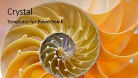 Presentation with shell - Theme with mathematics background - nautilus shell section background and a gold colored foreground
