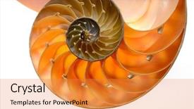  Presentation with mathematics - Presentation having mathematics background - nautilus shell section background and a gold colored foreground