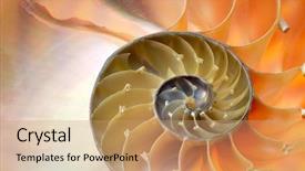  Presentation with tree rings section - Audience pleasing PPT theme consisting of macro photo of a hoverfly feeding on a beautiful flower backdrop and a tawny brown colored foreground