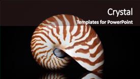  Presentation with black chalkboard vintage blackboard isolated - Presentation theme enhanced with mathematics symmetry - nautilus shell isolated on black background and a wine colored foreground