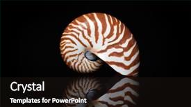  Presentation with black chalkboard vintage blackboard isolated - Audience pleasing presentation theme consisting of mathematics symmetry - nautilus shell isolated on black backdrop and a wine colored foreground