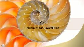  Presentation with shell - Amazing presentation theme having mathematics symmetry - nautilus shell isolated on white backdrop and a gold colored foreground