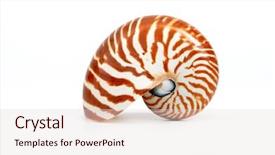  Presentation with shell gasoline - Amazing PPT theme having mathematics symmetry - nautilus shell isolated on white backdrop and a lemonade colored foreground