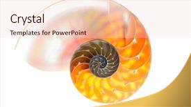  Presentation with shell - Audience pleasing presentation consisting of mathematics symmetry - nautilus shell isolated on white backdrop and a  colored foreground