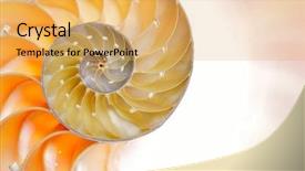  Presentation with shell - Beautiful PPT theme featuring mathematics symmetry - nautilus shell isolated on white backdrop and a yellow colored foreground