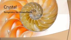  Presentation with frames isolated on white brown - Cool new presentation design with mathematics symmetry - nautilus shell isolated on white backdrop and a  colored foreground