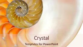  Presentation with shell - Presentation design featuring mathematics symmetry - nautilus shell isolated on white background and a lemonade colored foreground