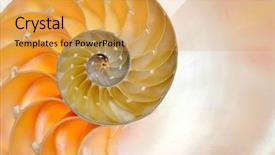  Presentation with history earth globe isolated white - Beautiful PPT theme featuring mathematics symmetry - nautilus shell isolated on white backdrop and a yellow colored foreground