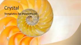 Presentation with shell gasoline - Cool new PPT layouts with mathematics symmetry - nautilus shell isolated on white backdrop and a yellow colored foreground