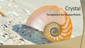  Presentation with mathematics - Audience pleasing presentation consisting of mathematics symmetry - nautilus shell on wet sand backdrop and a lemonade colored foreground