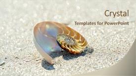  Presentation with mathematics - Cool new presentation theme with mathematics symmetry - nautilus shell on wet sand backdrop and a  colored foreground