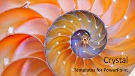  Presentation with mathematics - Amazing theme having mathematics symmetry - nautilus shell section against white backdrop and a gold colored foreground
