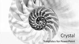  Presentation with shell - Colorful presentation design enhanced with mathematics symmetry - nautilus shell section against white backdrop and a light gray colored foreground