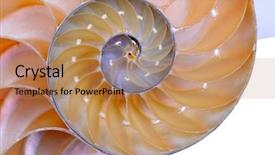  Presentation with shell - Colorful PPT theme enhanced with mathematics symmetry - nautilus shell section against white backdrop and a coral colored foreground