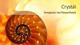  Presentation with shell - Audience pleasing PPT layouts consisting of mathematics symmetry - nautilus shell section as background backdrop and a blonde colored foreground