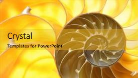  Presentation with shell - Amazing slides having mathematics symmetry - nautilus shell section as background backdrop and a  colored foreground