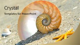  Presentation with shell - PPT layouts with mathematics symmetry - nautilus shell section on wet background and a  colored foreground