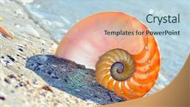  Presentation with shell - Amazing PPT layouts having mathematics symmetry - nautilus shell section on wet backdrop and a light blue colored foreground