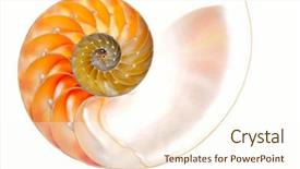 Presentation with shell - Beautiful slides featuring mathematics symmetry - nautilus shell section backdrop and a cream colored foreground