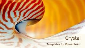  Presentation with shell - Theme with mathematics symmetry - nautilus shell section background and a cream colored foreground